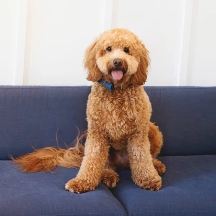 maverick the dog